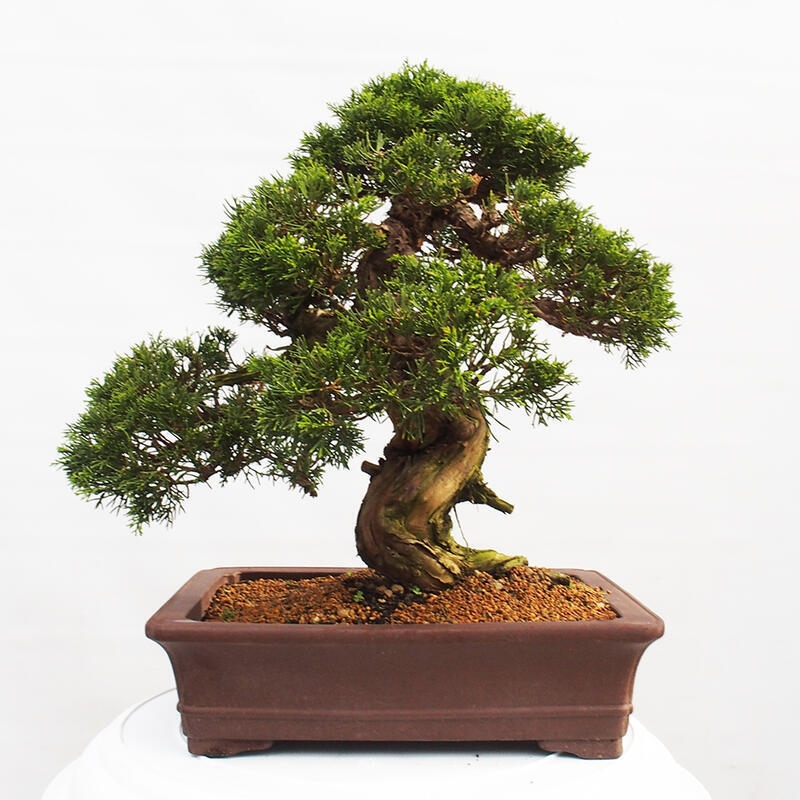 Venkovní bonsai - Juniperus chinensis Itoigawa -Jalovec čínský