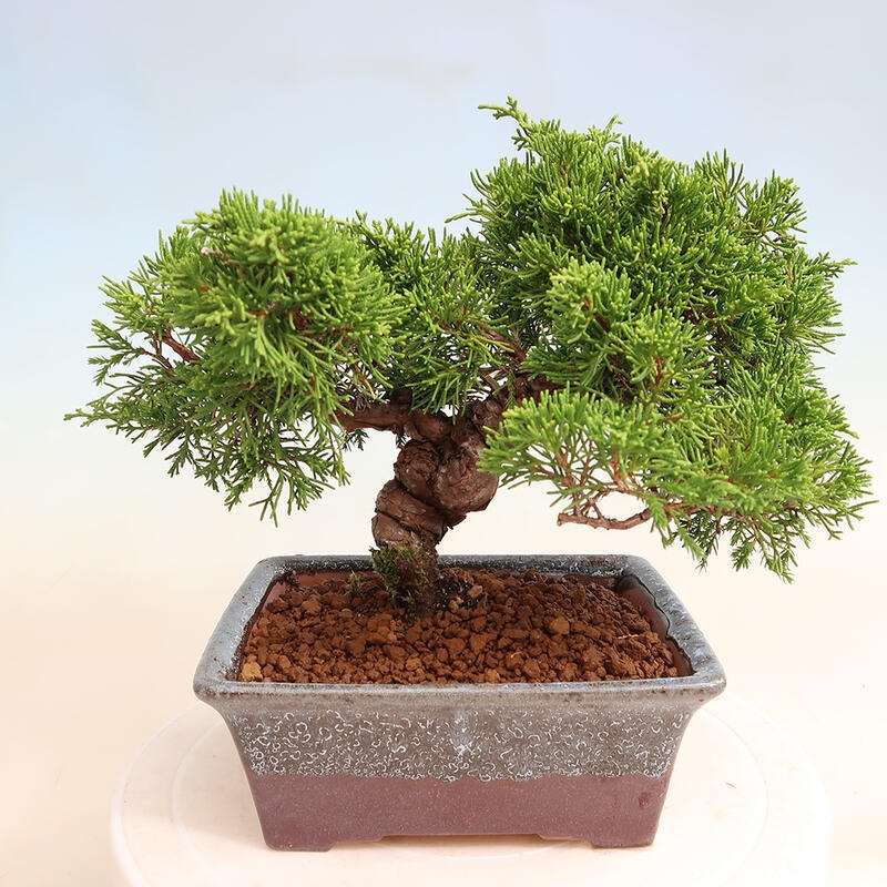 Venkovní bonsai - Juniperus chinensis Itoigawa -Jalovec čínský