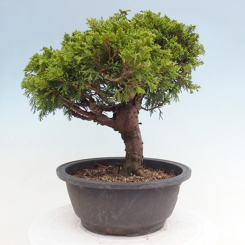 Venkovní bonsai - Juniperus chinensis Itoigawa -Jalovec čínský