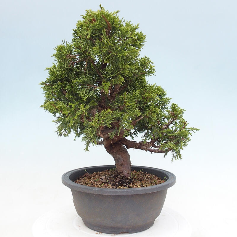 Venkovní bonsai - Juniperus chinensis Itoigawa -Jalovec čínský