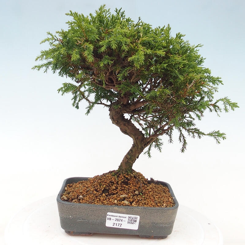 Venkovní bonsai - Juniperus chinensis Itoigawa -Jalovec čínský