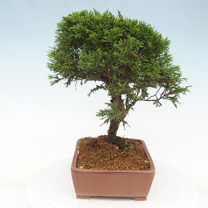 Venkovní bonsai - Juniperus chinensis Itoigawa -Jalovec čínský