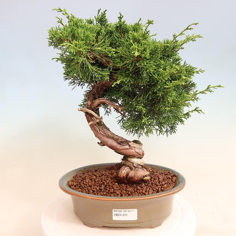 Venkovní bonsai - Juniperus chinensis Itoigawa -Jalovec čínský