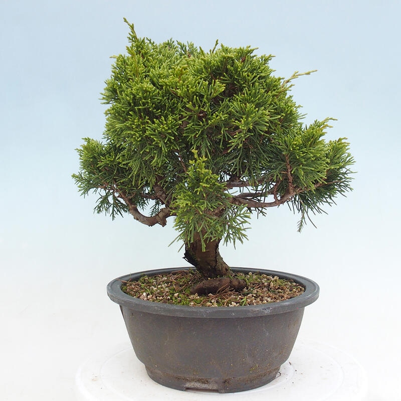 Venkovní bonsai - Juniperus chinensis Itoigawa -Jalovec čínský