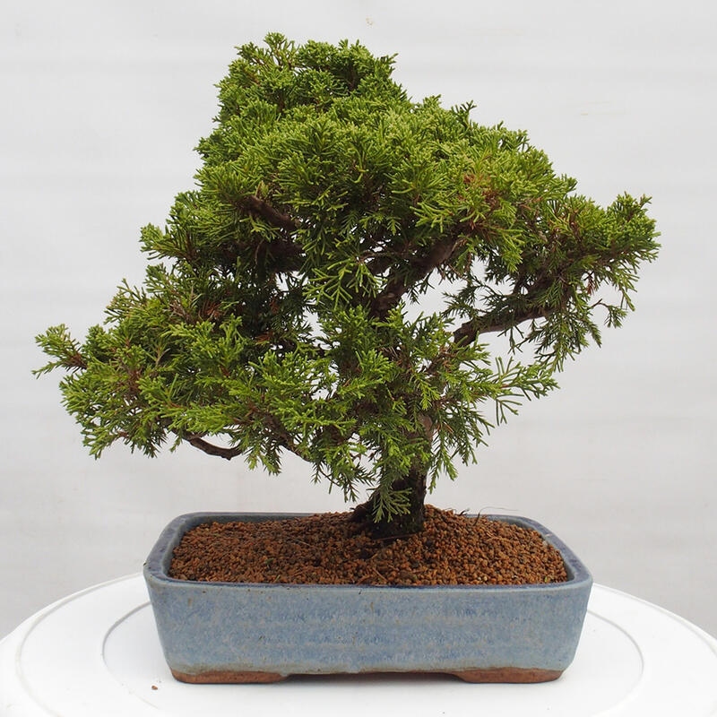 Venkovní bonsai - Juniperus chinensis Itoigawa -Jalovec čínský