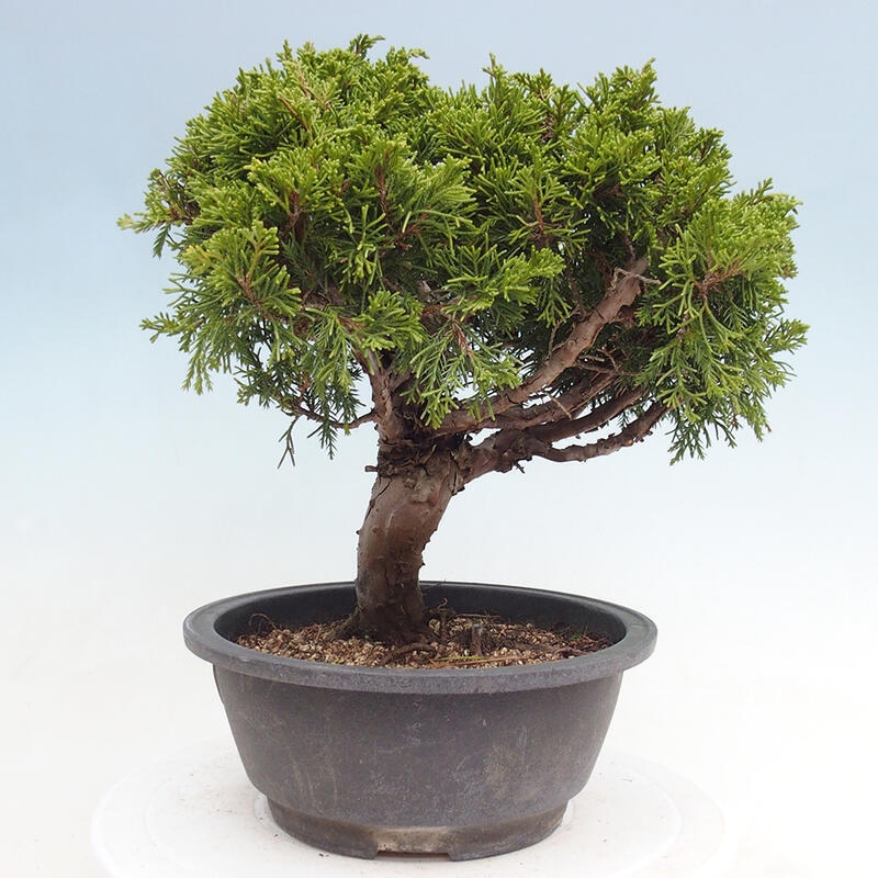 Venkovní bonsai - Juniperus chinensis Itoigawa -Jalovec čínský