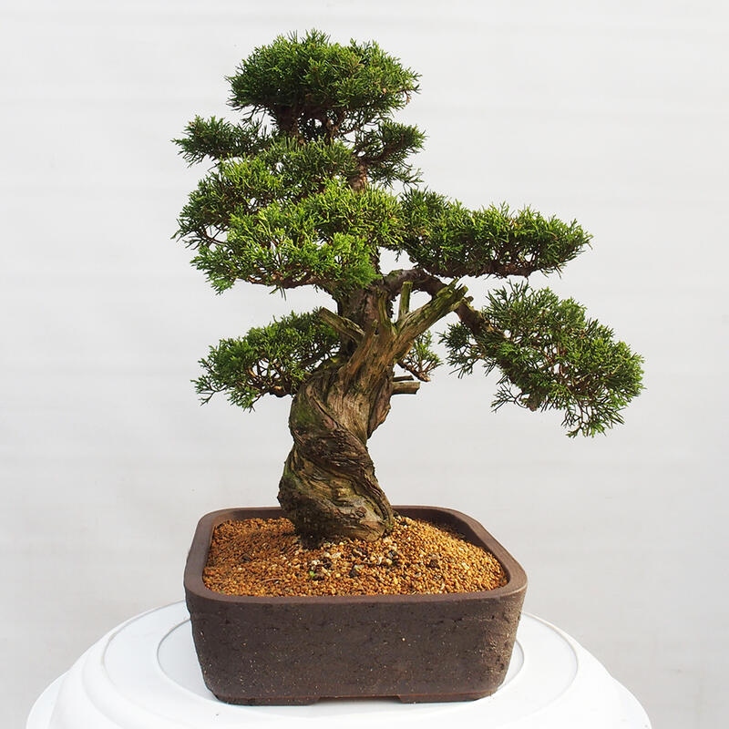 Venkovní bonsai - Juniperus chinensis Itoigawa -Jalovec čínský