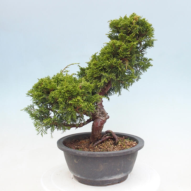 Venkovní bonsai - Juniperus chinensis Itoigawa -Jalovec čínský