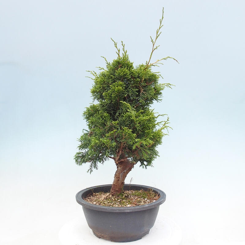 Venkovní bonsai - Juniperus chinensis Itoigawa -Jalovec čínský