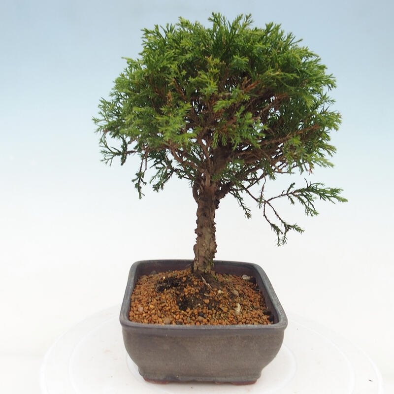 Venkovní bonsai - Juniperus chinensis Itoigawa -Jalovec čínský