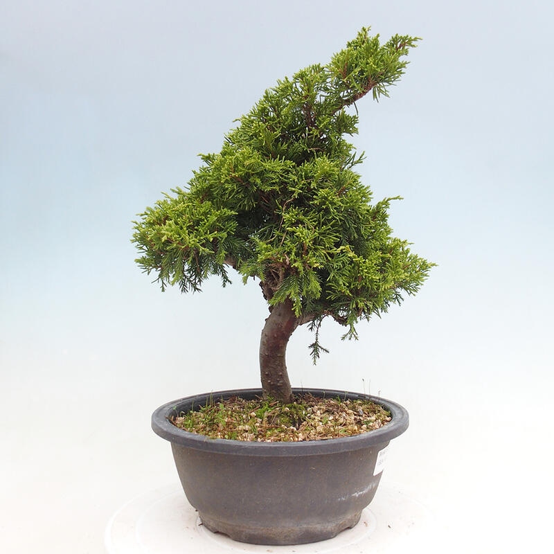 Venkovní bonsai - Juniperus chinensis Itoigawa -Jalovec čínský