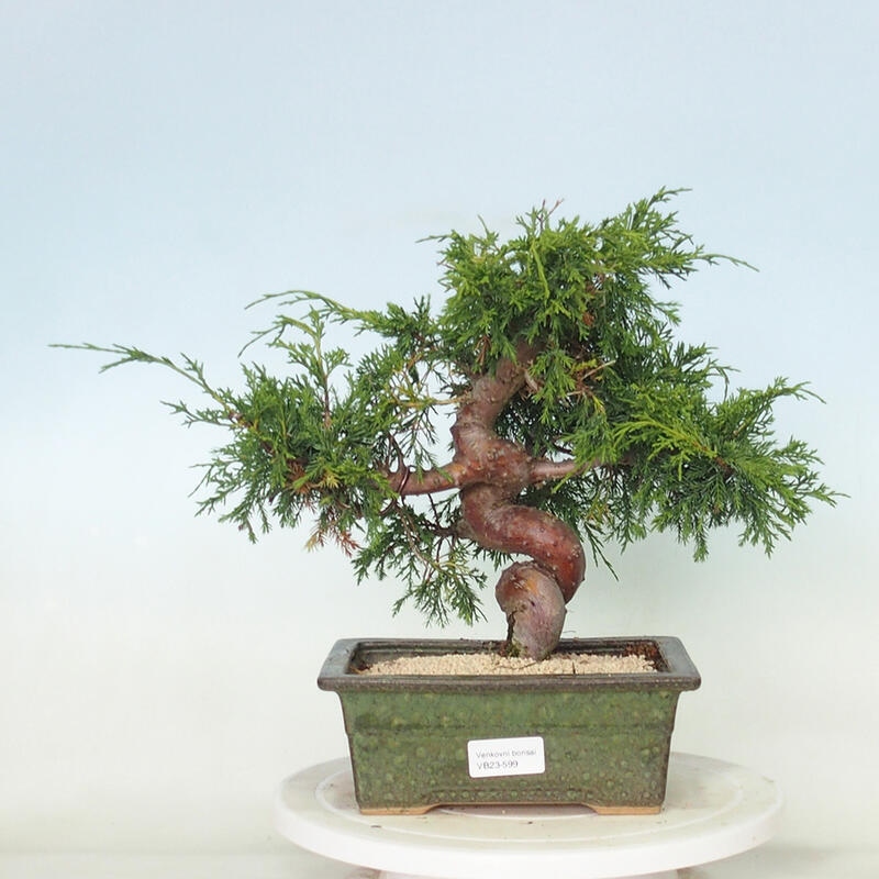 Venkovní bonsai - Juniperus chinensis Itoigawa -Jalovec čínský