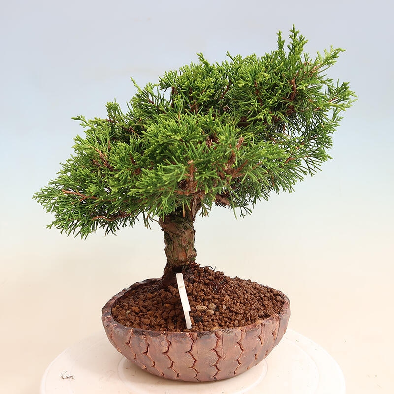 Venkovní bonsai - Juniperus chinensis Itoigawa -Jalovec čínský