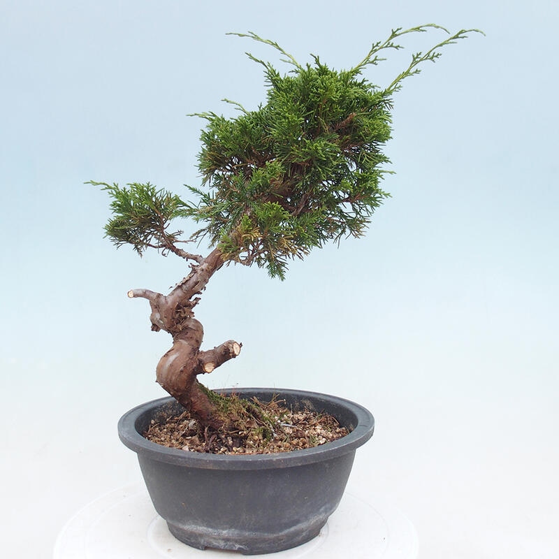 Venkovní bonsai - Juniperus chinensis Itoigawa -Jalovec čínský