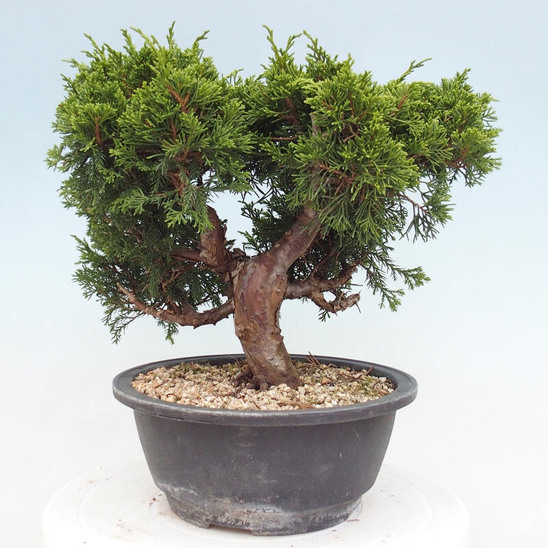 Venkovní bonsai - Juniperus chinensis Itoigawa -Jalovec čínský