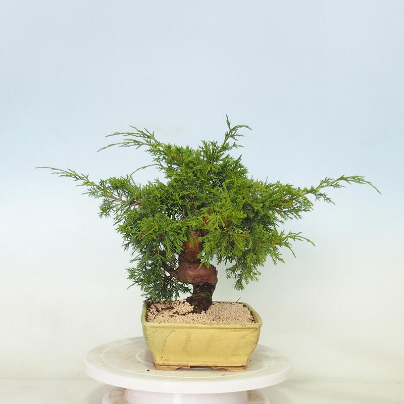 Venkovní bonsai - Juniperus chinensis Itoigawa -Jalovec čínský