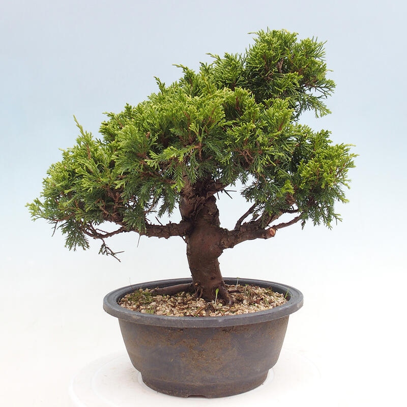 Venkovní bonsai - Juniperus chinensis Itoigawa -Jalovec čínský