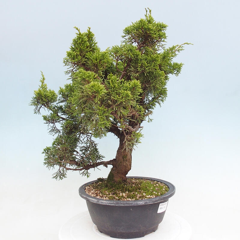 Venkovní bonsai - Juniperus chinensis Itoigawa -Jalovec čínský