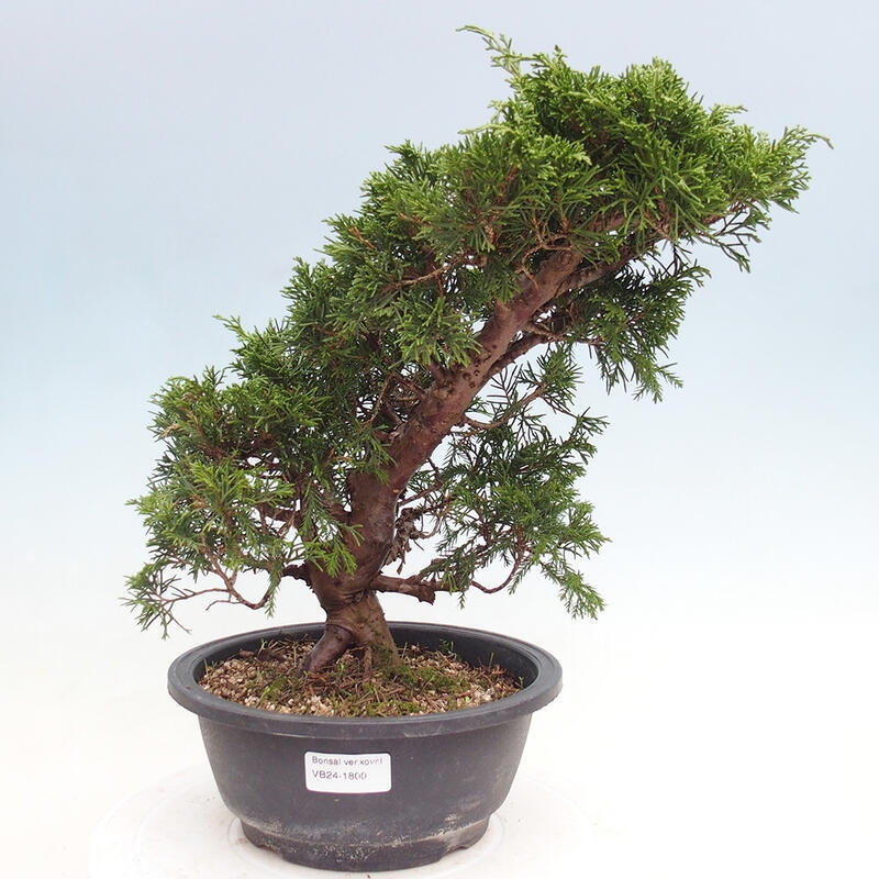 Venkovní bonsai - Juniperus chinensis Itoigawa -Jalovec čínský