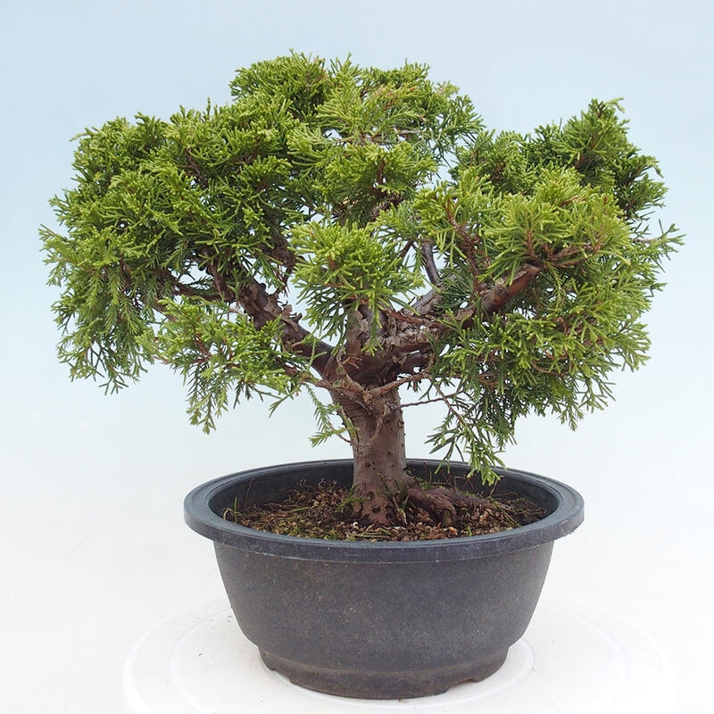 Venkovní bonsai - Juniperus chinensis Itoigawa -Jalovec čínský