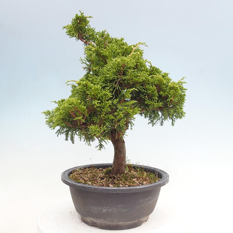 Venkovní bonsai - Juniperus chinensis Itoigawa -Jalovec čínský