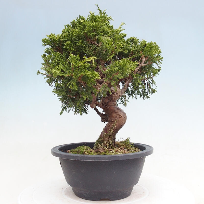 Venkovní bonsai - Juniperus chinensis Itoigawa -Jalovec čínský