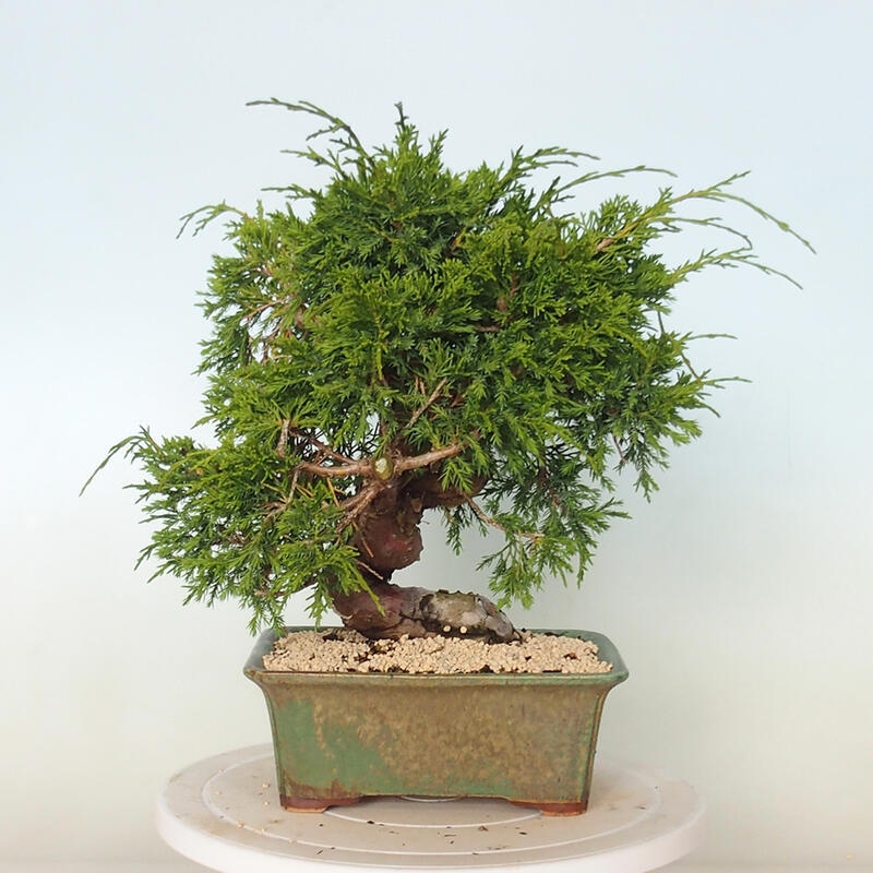 Venkovní bonsai - Juniperus chinensis Itoigawa -Jalovec čínský