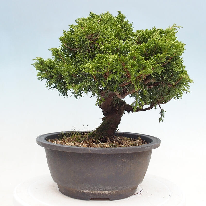 Venkovní bonsai - Juniperus chinensis Itoigawa -Jalovec čínský