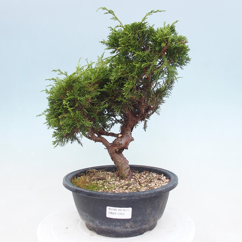 Venkovní bonsai - Juniperus chinensis Itoigawa -Jalovec čínský