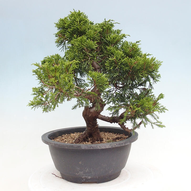 Venkovní bonsai - Juniperus chinensis Itoigawa -Jalovec čínský