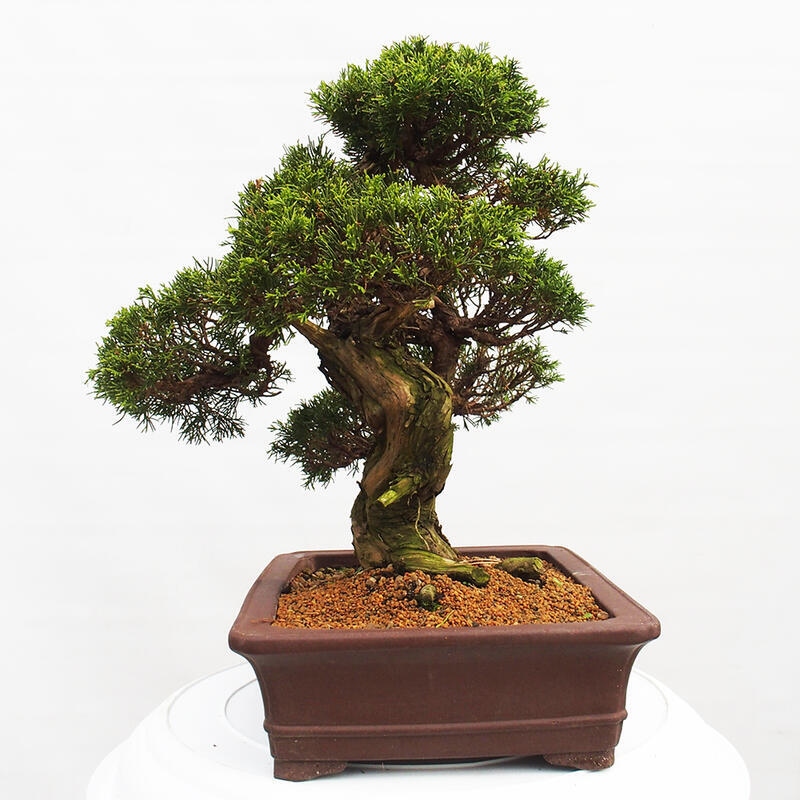 Venkovní bonsai - Juniperus chinensis Itoigawa -Jalovec čínský