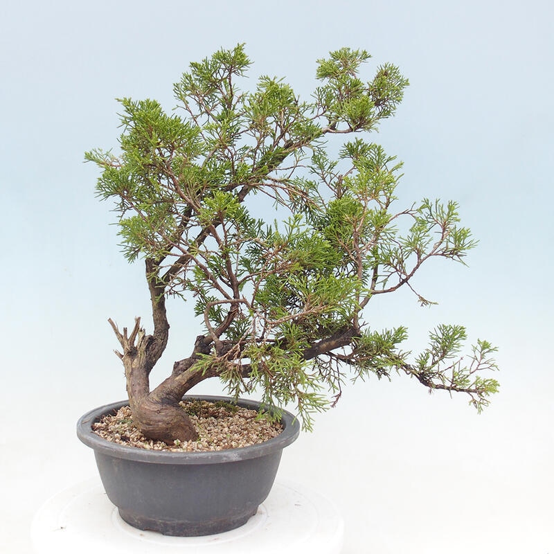 Venkovní bonsai - Juniperus chinensis Itoigawa -Jalovec čínský