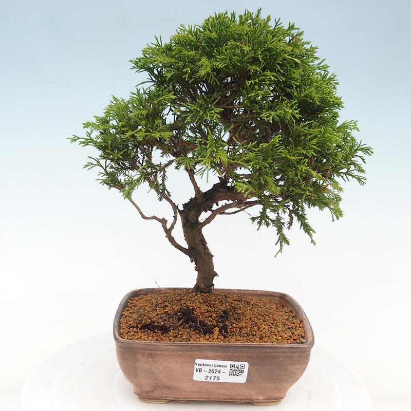 Venkovní bonsai - Juniperus chinensis Itoigawa -Jalovec čínský