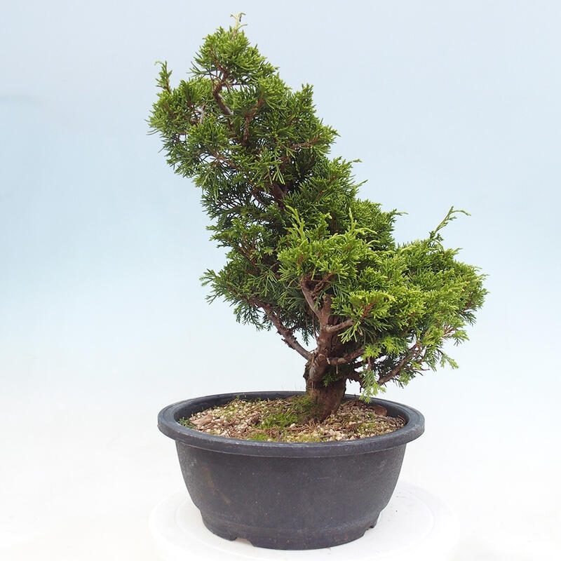 Venkovní bonsai - Juniperus chinensis Itoigawa -Jalovec čínský