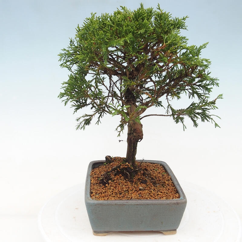 Venkovní bonsai - Juniperus chinensis Itoigawa -Jalovec čínský