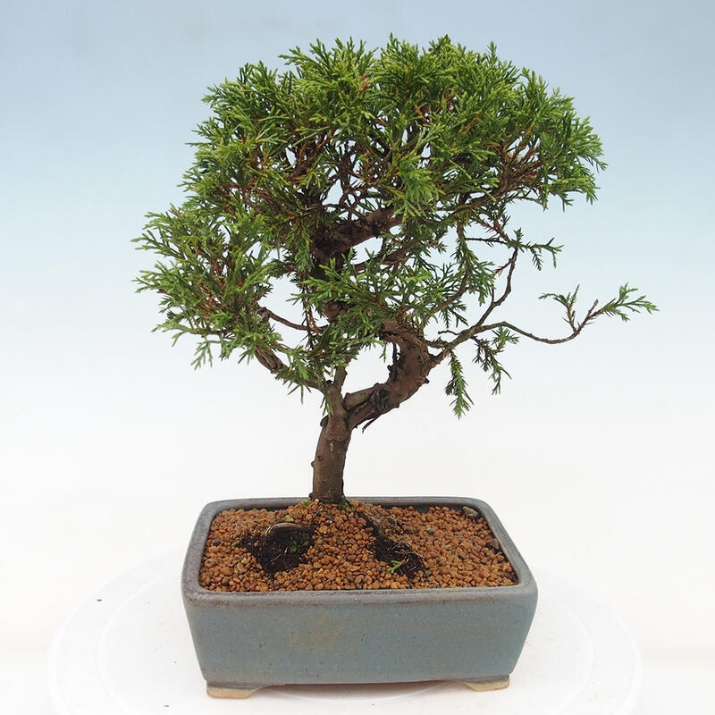 Venkovní bonsai - Juniperus chinensis Itoigawa -Jalovec čínský