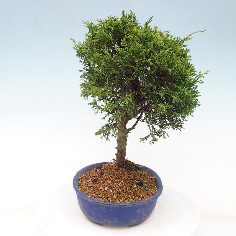 Venkovní bonsai - Juniperus chinensis Itoigawa -Jalovec čínský