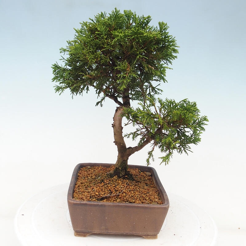 Venkovní bonsai - Juniperus chinensis Itoigawa -Jalovec čínský