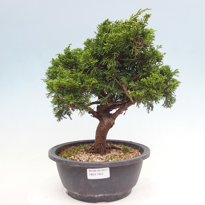 Venkovní bonsai - Juniperus chinensis Itoigawa -Jalovec čínský