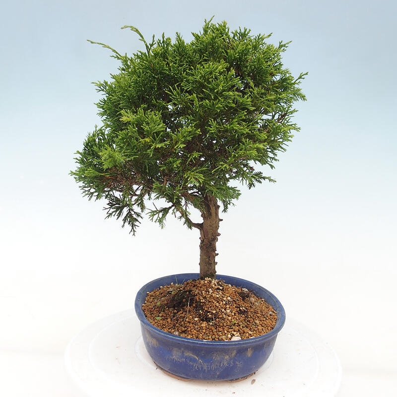 Venkovní bonsai - Juniperus chinensis Itoigawa -Jalovec čínský