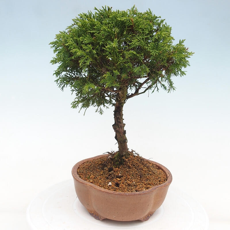 Venkovní bonsai - Juniperus chinensis Itoigawa -Jalovec čínský