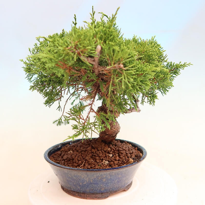 Venkovní bonsai - Juniperus chinensis Itoigawa -Jalovec čínský