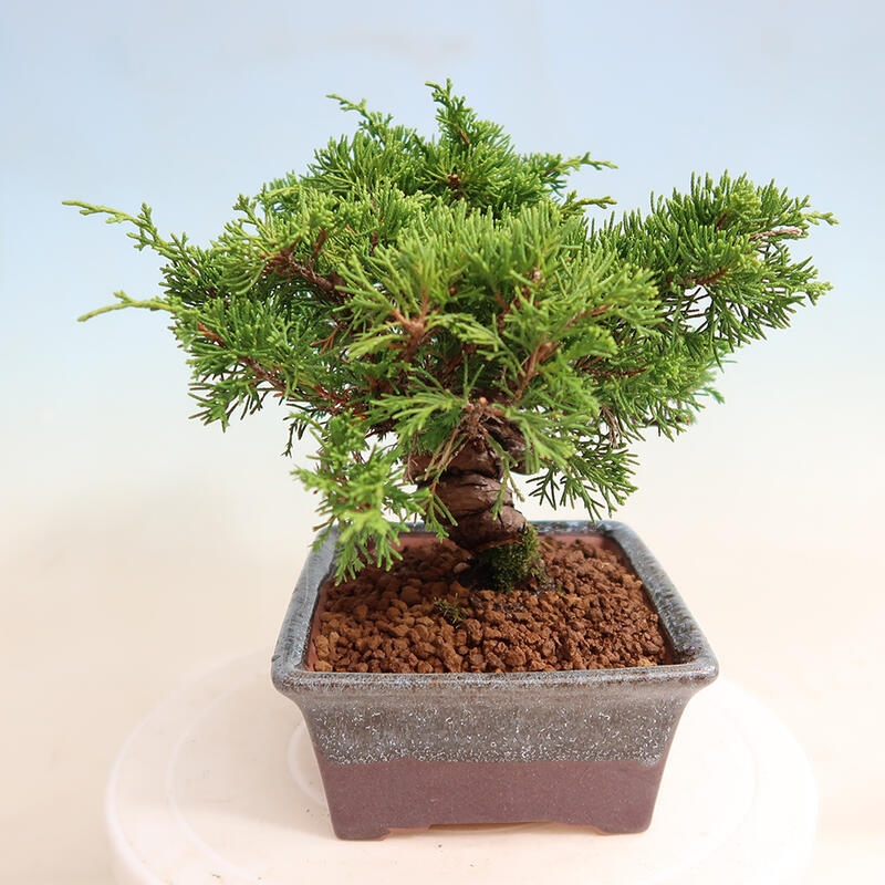 Venkovní bonsai - Juniperus chinensis Itoigawa -Jalovec čínský