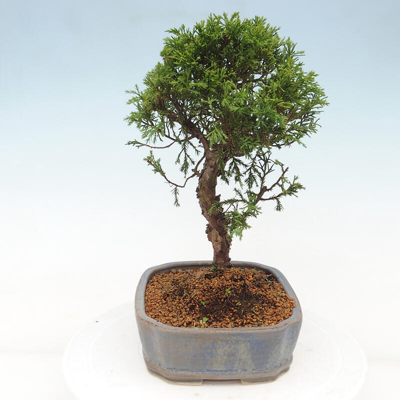 Venkovní bonsai - Juniperus chinensis Itoigawa -Jalovec čínský