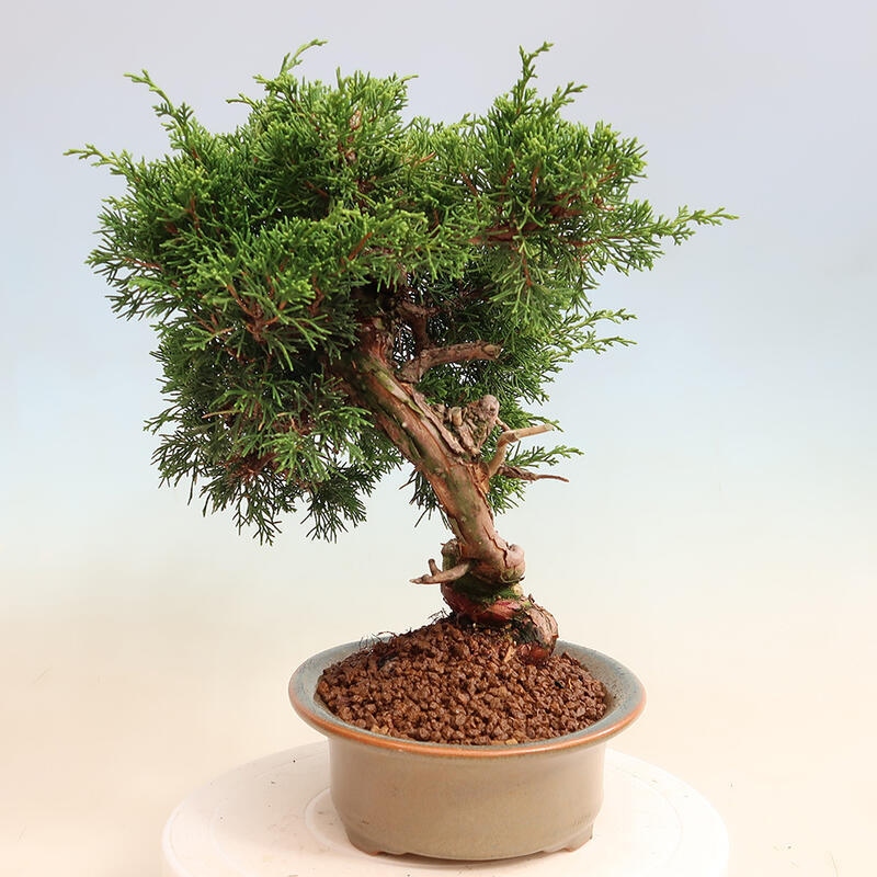 Venkovní bonsai - Juniperus chinensis Itoigawa -Jalovec čínský