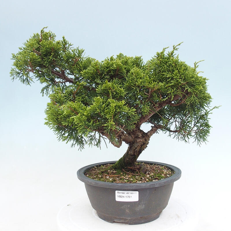 Venkovní bonsai - Juniperus chinensis Itoigawa -Jalovec čínský