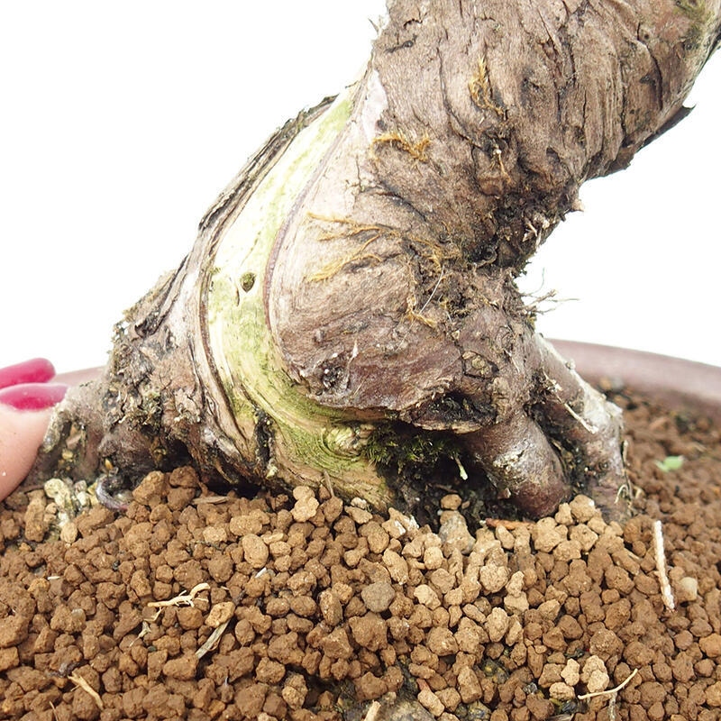 Venkovní bonsai - Juniperus chinensis Itoigawa-Jalovec čínský