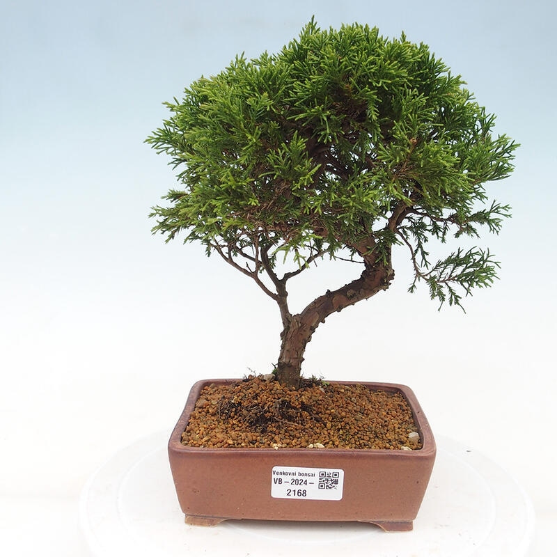 Venkovní bonsai - Juniperus chinensis Itoigawa -Jalovec čínský