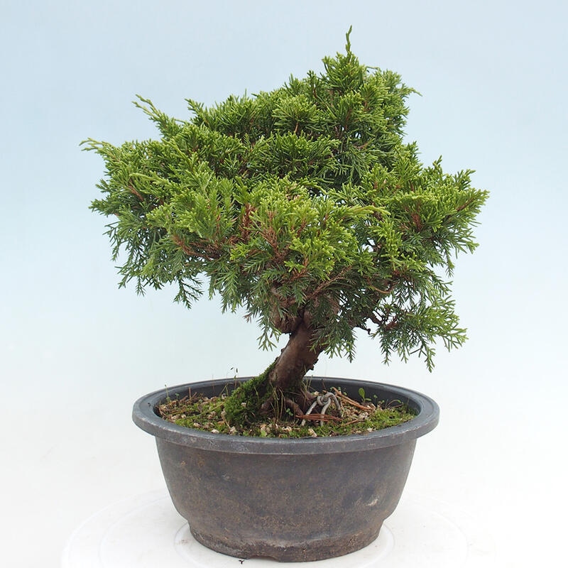 Venkovní bonsai - Juniperus chinensis Itoigawa -Jalovec čínský