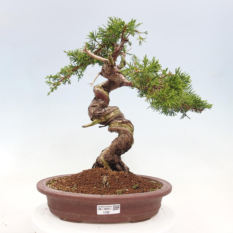 Venkovní bonsai - Juniperus chinensis Itoigawa-Jalovec čínský